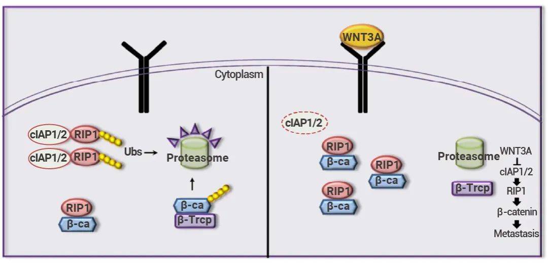 wnt/β-catenin通路的激活途径在肿瘤研究的应用