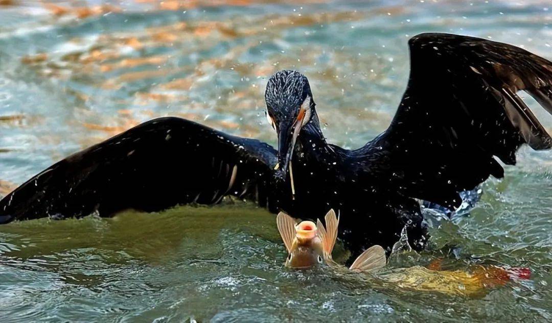 揭秘鸬鹚:为何禁止捕鱼?其危害有何不为人知?_水域_数量_技术