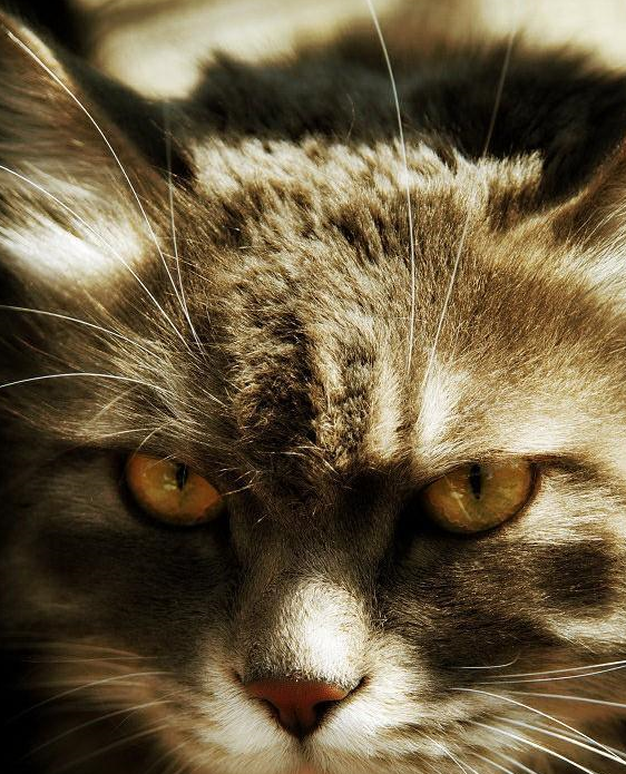 丨——土耳其安哥拉猫——丨陌生猫狗见面后,为啥总是要打架?