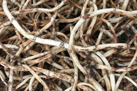 吃鱼腥草,到底有啥好?食用时要注意什么?或许你并不知道_身体_好处_效