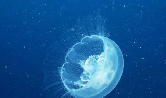 恐龙,蓝鲸不算啥,真相超乎我们想象_地球_生命_人类