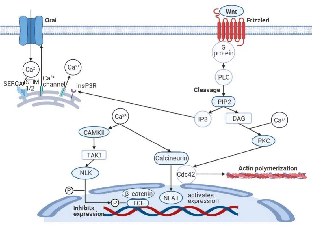 wnt/β-catenin通路的激活途径在肿瘤研究的应用