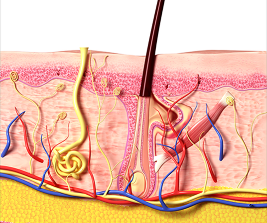 脱发是因为毛囊干细胞"离家出走"?_头发_头部_研究