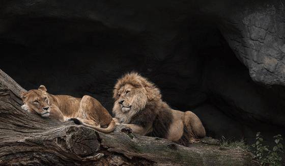 狮子被誉"森林之王",可为何狮子晚年会被饿死,老虎却不会?