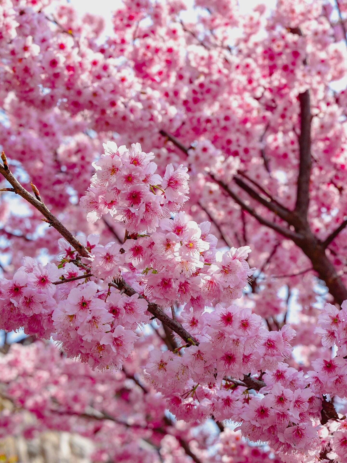 我愿称之为"重庆最治愈的花海"～_江津_机位_楼梯