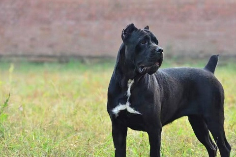 战斗力_主人_性格