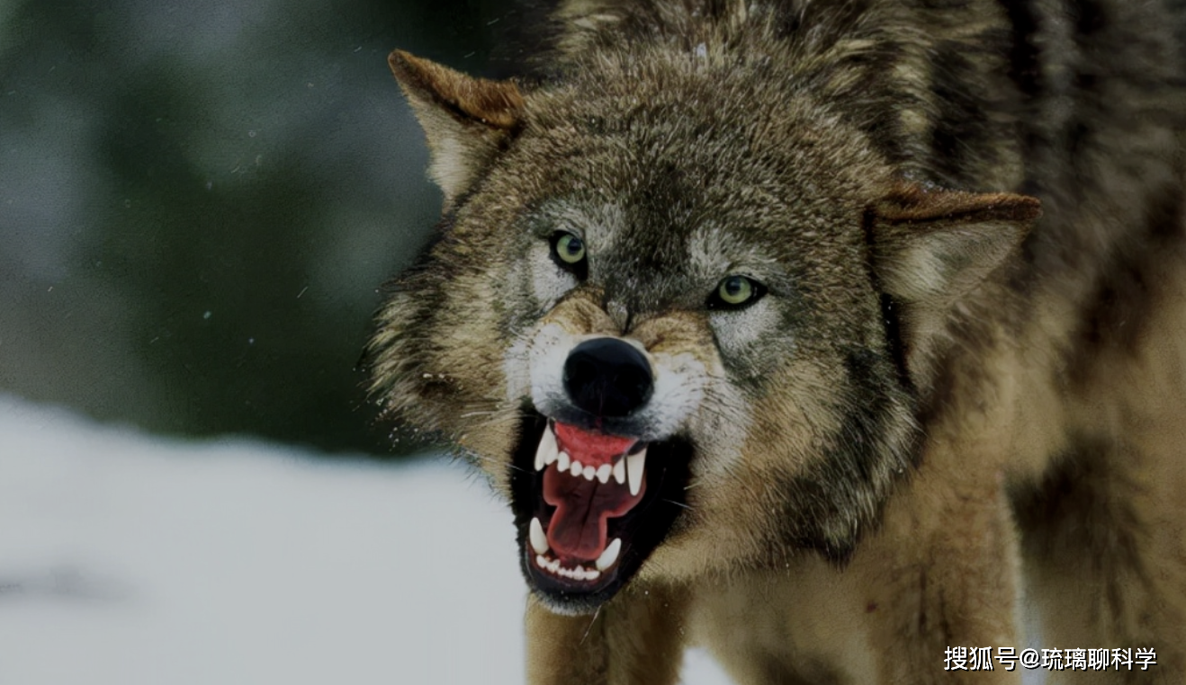 俄罗斯本土爆发罕见狼灾,狼群数量激增,会影响中国北部区域吗?