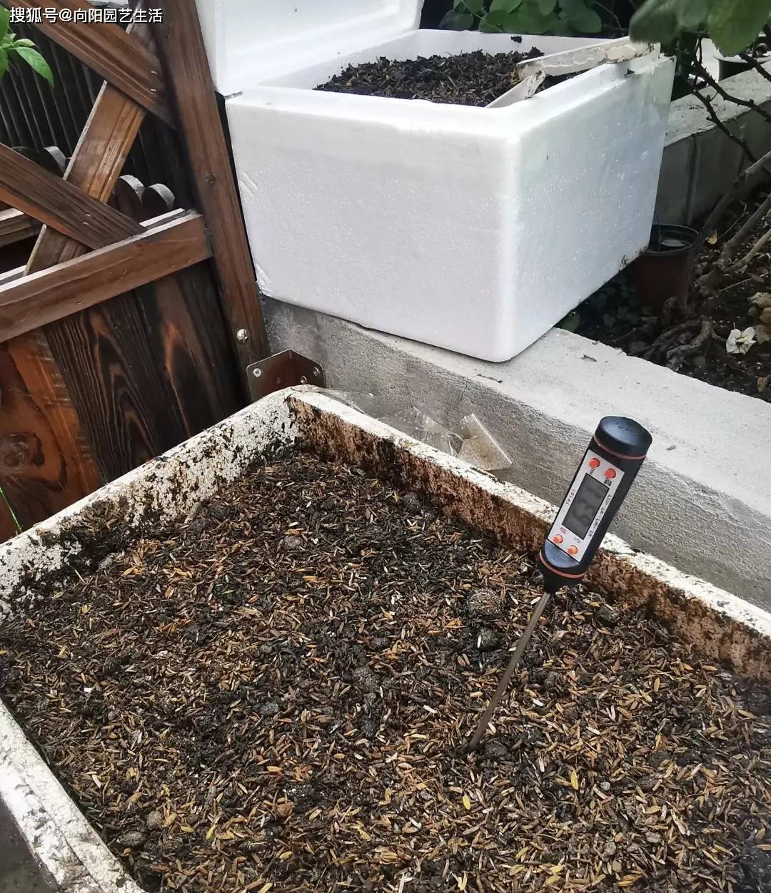 过年回老家,发现很多鸡粪,养花能不能用?发酵才可以用_进行_混合_植物