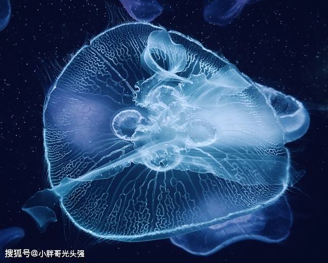 倒立水母寿命图片
