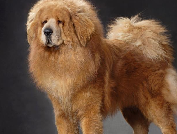 穷游快讯:萌宠之如何正确的照顾藏獒幼犬,你知道多少呢?