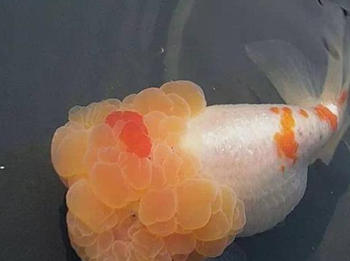 喜欢金鱼的鱼友很少吗,为什么我们这里的市场上看不到金鱼了?