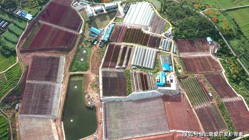 楚雄雨生红球藻——云南新时代的"金山银山"_青素_技术_研究