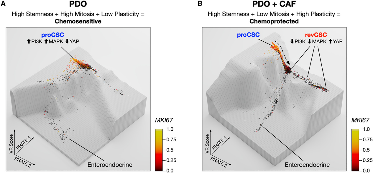 患者源类器官建模揭示肠癌化疗"保护伞"!_反应_癌细胞_药物