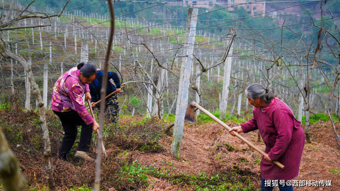 "绍廷村党总支副书记李再东介绍,猕猴桃经过了一个冬天的休眠期,花前