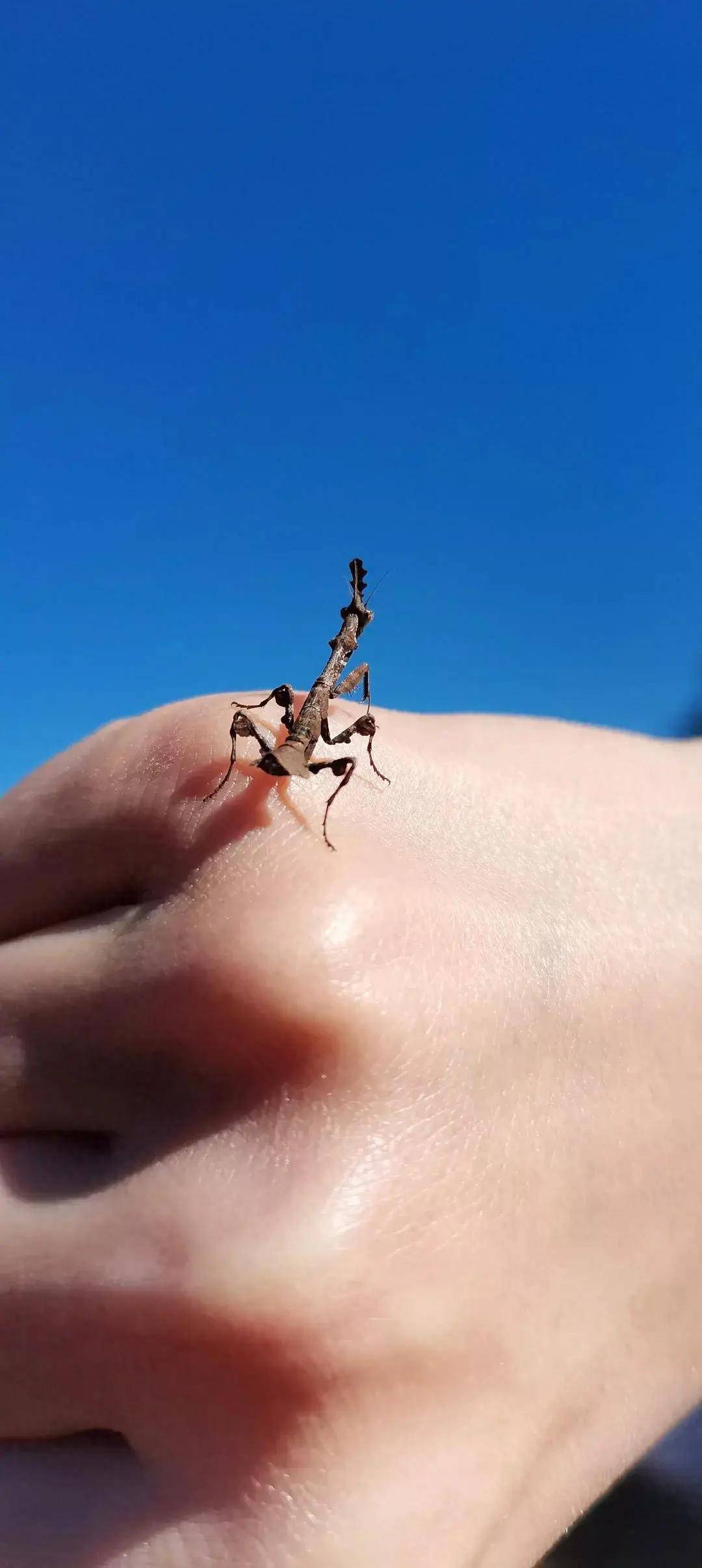 云南省昆明市东川区闪现罕见昆虫 全身枯叶色善于伪装头冠似绿孔雀