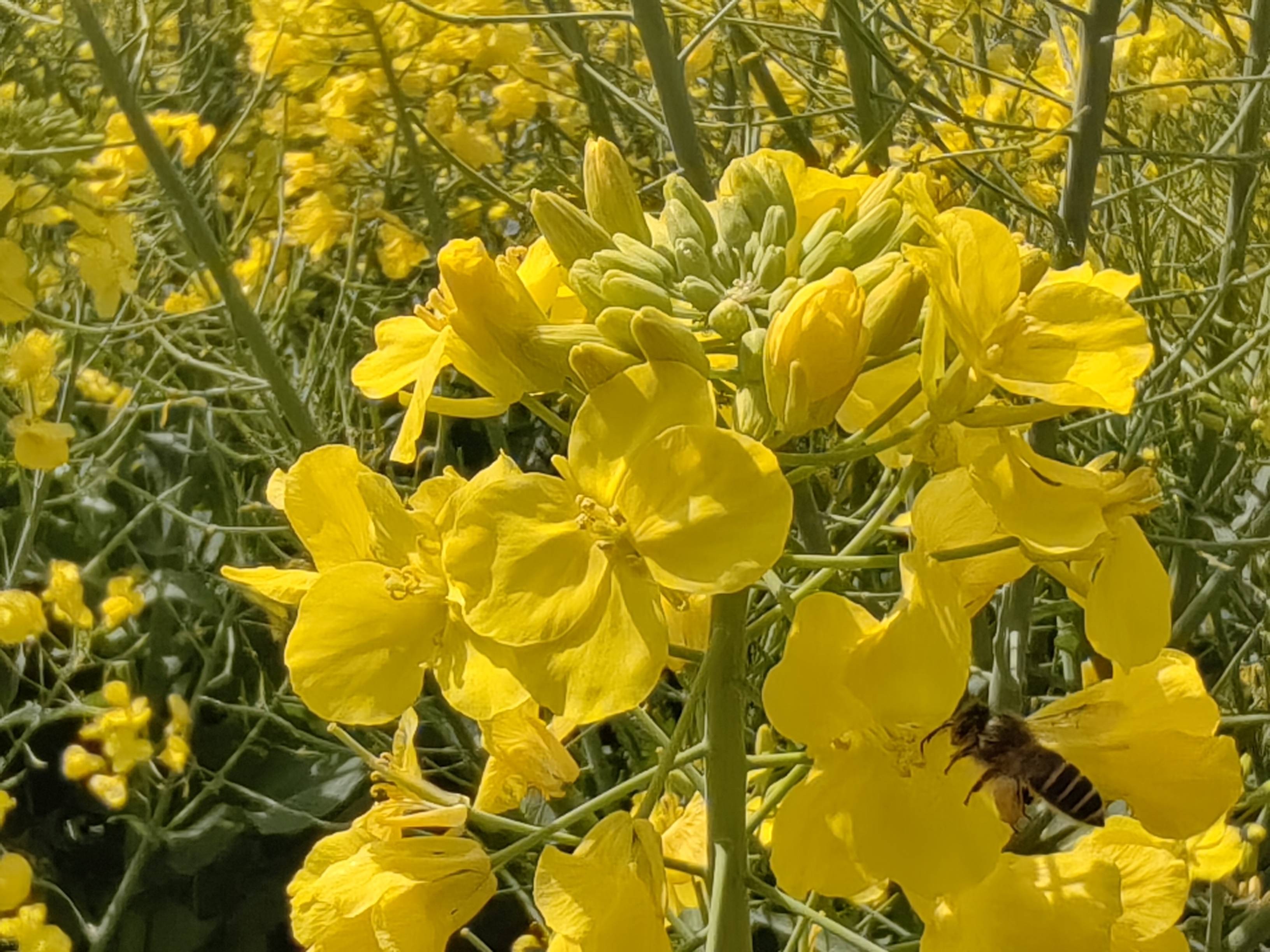 朱旺村油菜花图片