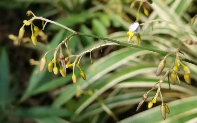 观叶植物斑叶桔梗兰,金线桔梗兰