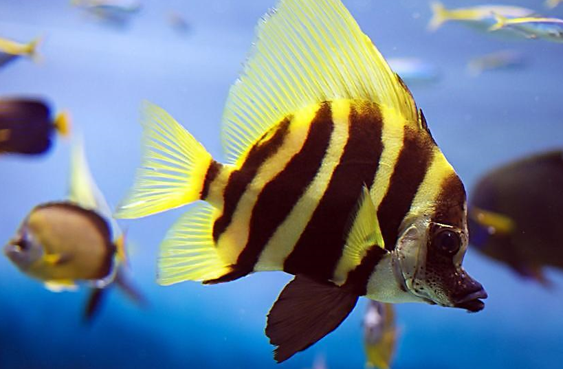 投喂热带鱼应注意这些事项,想让鱼儿体色鲜艳,我们该怎么做?_饵料_进