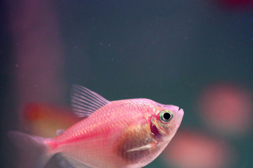 投喂热带鱼应注意这些事项,想让鱼儿体色鲜艳,我们该怎么做?_饵料_进