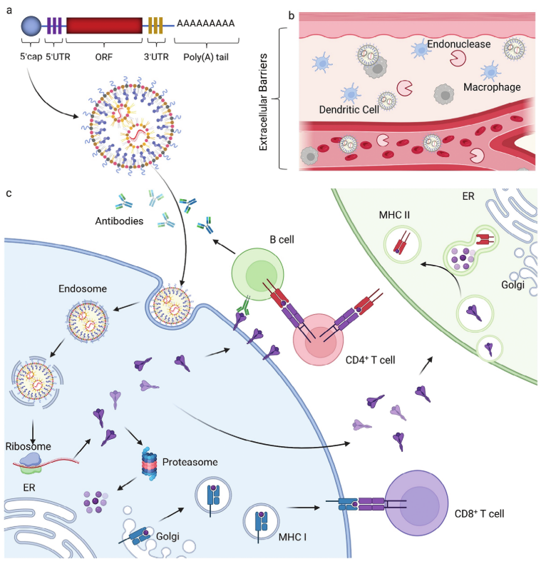 非病毒载体mrna疫苗的现状和展望_临床_聚合物_阳离子
