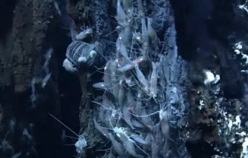 世界上最难煮的虾,生活在深海火山口,中国厨师拿他也没办法!