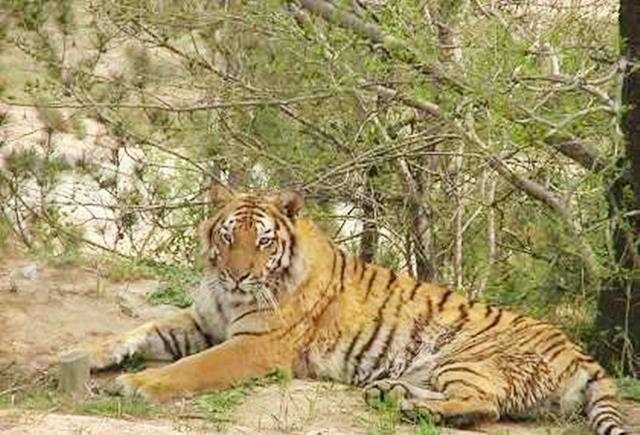 50年代湖南"百虎围村"事件:10年2000人惨落虎口,围村另有原因_老虎