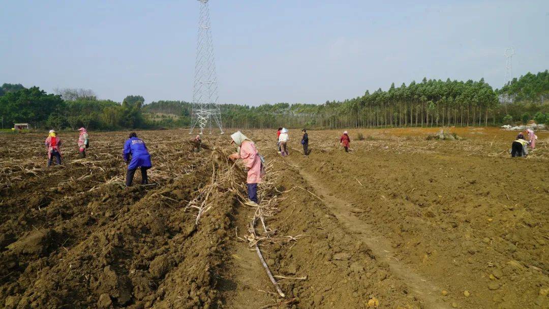 春耕好时节 甘蔗种植忙_校椅镇_补贴_生产