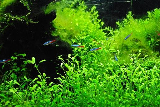 水草水族箱的造景 水草水族箱的造景技艺,造景并不难!_卵石_热带_轮廓