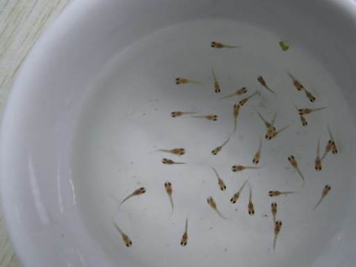 说白了就是保大保小的问题,但是最多我们兑取的新水以繁殖缸的四分之