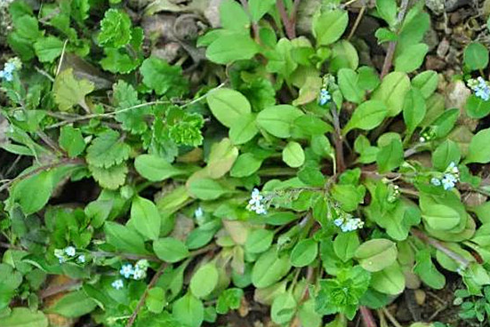 农村田地里的这种野菜,营养丰富,温中健胃,对治疗胃