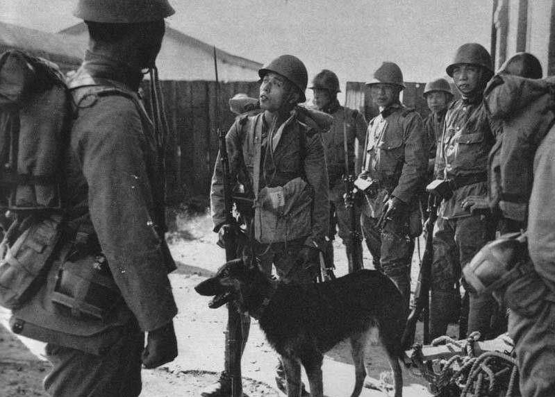 日军狼犬嗜血残暴,根据地"土狗"反杀,昌化犬咬喉一击