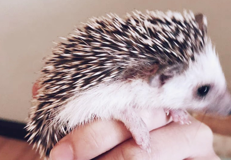 刺猬用刺扎苹果,再背回去?网友:被"骗了"近三十年_敌人_水果_的攻击