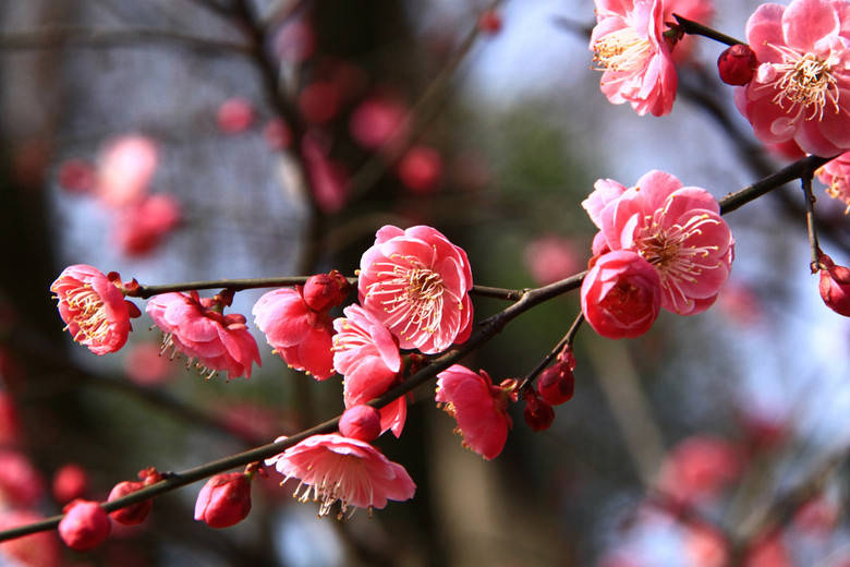 老一辈经验之谈:室内挂梅花,五福到家_寓意_人们_精神