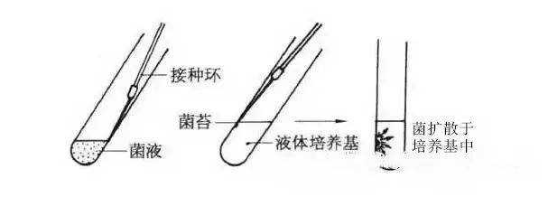 接种环涂布法图片