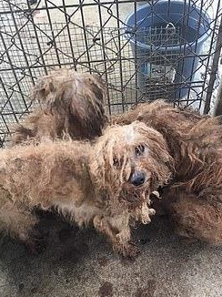 狗狗扎堆繁殖,700多只里很多是幼犬,狗最大的错就