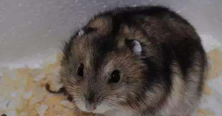 小小仓鼠的寿命到底有多长?如何饲养才能让它们伴人更久?