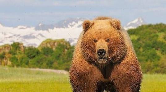 《段元诚与棕熊:森林奇遇的心理冒险》_实验_心灵_幽默感