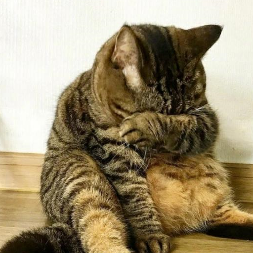 主人让猫咪减肥被拒绝,求爱失败后偷偷抹眼泪,猫:悔不该