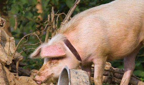 一定要花几分钟好好看看!_属猪_朋友_性格