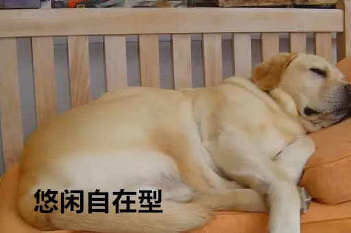 你见过狗狗最逗的睡姿有哪些,看到这些后我是真的忍不住的笑了!