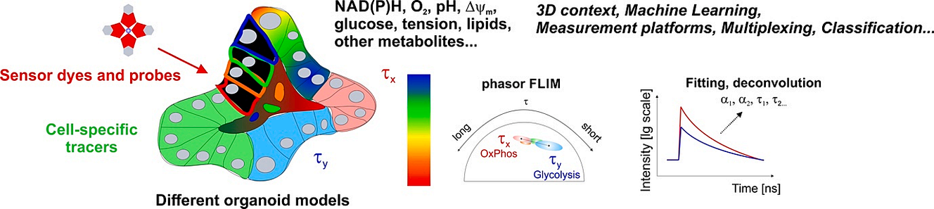 光影穿越细胞世界:flim 类器官技术引领药物发现与疾病