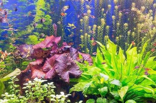 卵石_热带_轮廓