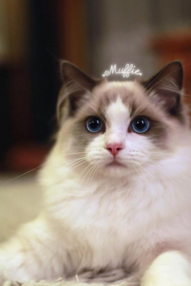 有些时候,猫咪也是很黏人的!_信任_白天_爪子