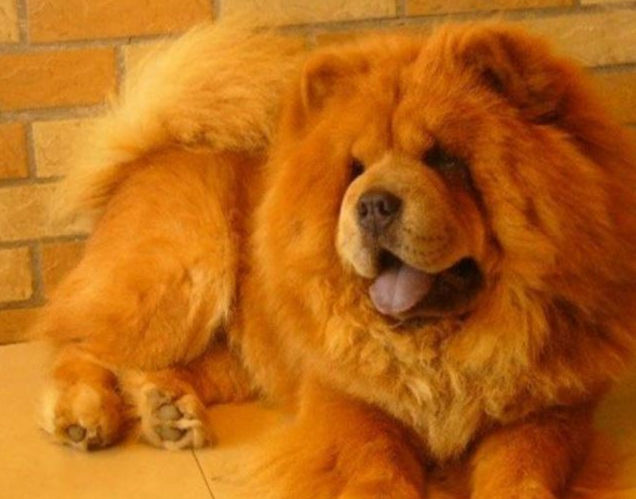 松狮犬,松狮犬也是原产中国西藏的古老犬种,距今至少有2000年的历史了