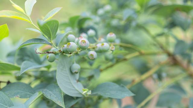 蓝莓新品种蓝丰栽培技术揭秘_土壤_进行_果实