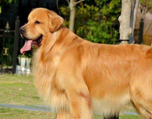 购买纯种金毛需要注意的4点,不要再被坑了!_狗狗_证明书_血统