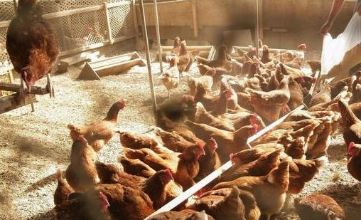 老农用葱喂鸡,这法值得一试_大葱_饲料_养殖户