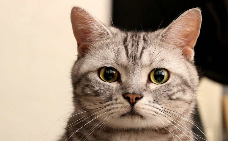 可爱的沙特尔猫,怎样正确的喂养,一起来看看吧_猫咪_进行_毛发