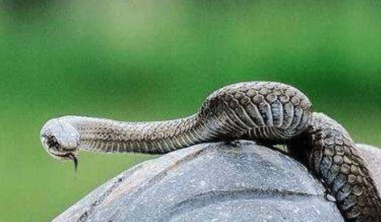 时间来到1991年农历7月15日,程地明独自在田地里干活,突然一群蛇向他