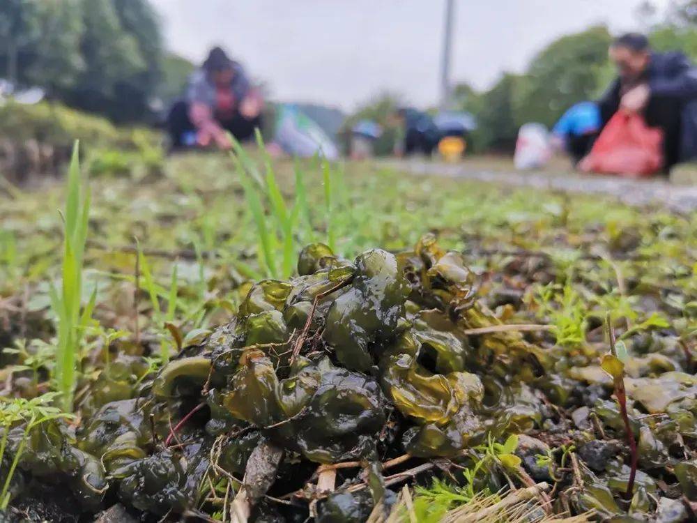 地皮菜图片功效与作用图片